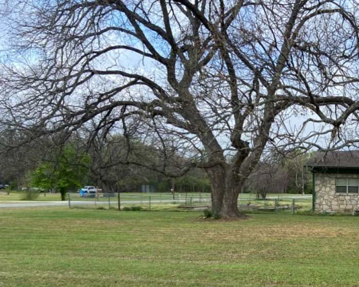 Image for testimonial: They took good care of removing all my leaves in my front lawn.